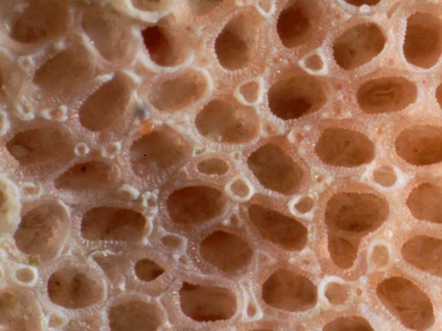 Akatopora tincta antropora Anascan Bryozoan Images