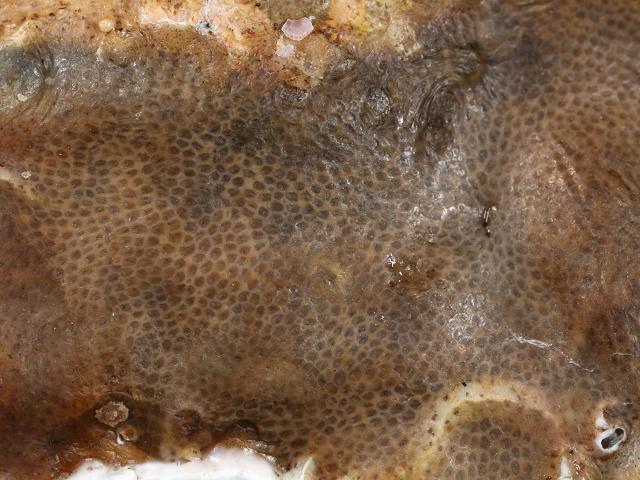 Alcyonidium gelatinosum Jelly bryozoan Sea ragged staff Images