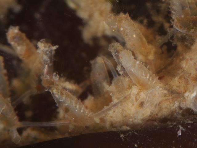 Beania mirabilis Anascan cheilostome Bryozoan Images
