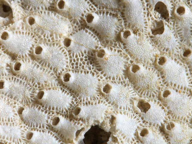 Ascophoran bryozoans in need of identification Bryozoa sea mat images