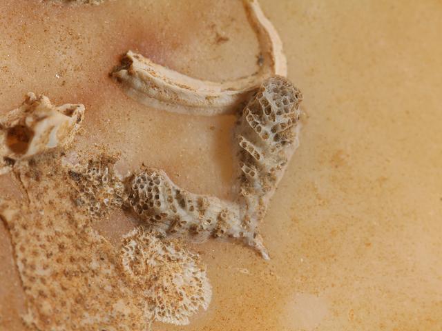 Cyclostome bryozoans in need of identification Bryozoa sea mat images
