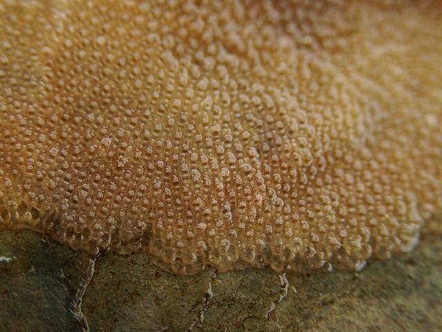 Bryozon Sea Mat images help identify identification