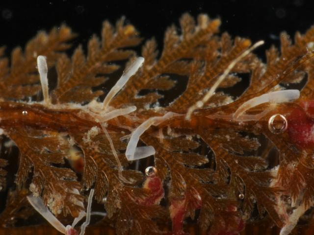 Aetea sica Anascan Bryozoan Images