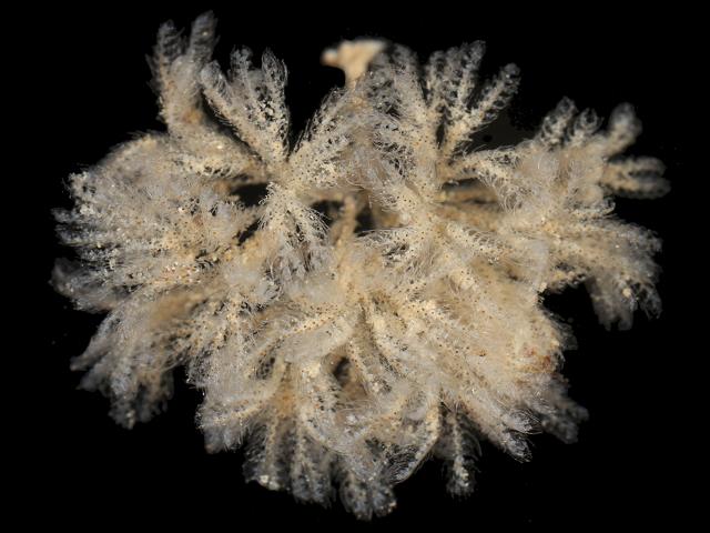 Bicellariella ciliata Anascan Bryozoan Images