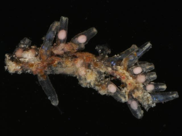 Amathia gracilis Bowerbankia vesiculariidae Ctenostomatida Ctenostome Bryozoan Images