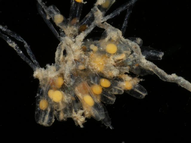 Bowerbankia imbricata Ctenostome Bryozoan Images