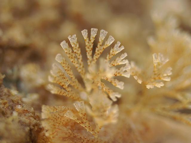 Bugula species Cheilostome bryozoan Images