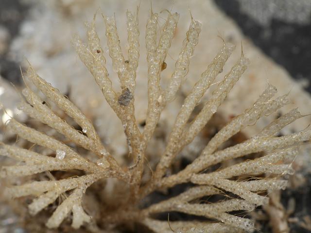 Caberea boryi Sea mat Bryozoan Images