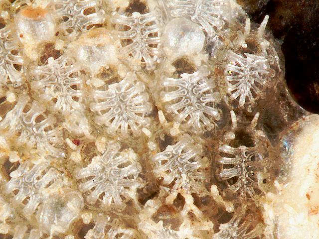 Callopora rylandi Bryozoan Images