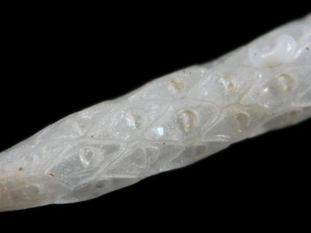 Cellaria salicornioides Bryozoan Images
