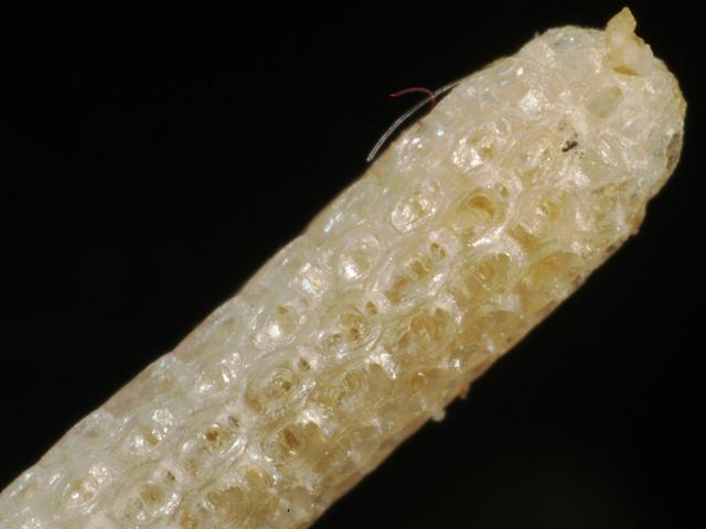 Cellaria sinuosa on crab or lobster pot creel Bryozoan Images