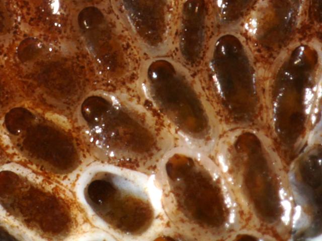 Conopeum seurati colony zooids cheilostome bryozoan Images