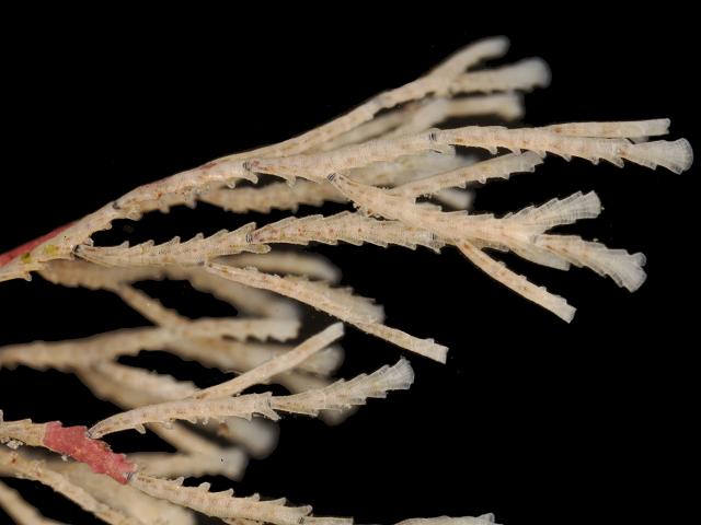 Crisia denticulata Black jointed coralline Bryozoan Images