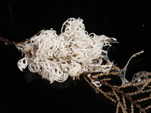 Crisia eburnea Tufted ivory coralline Crisiid Crisiidae Bryozoan Images