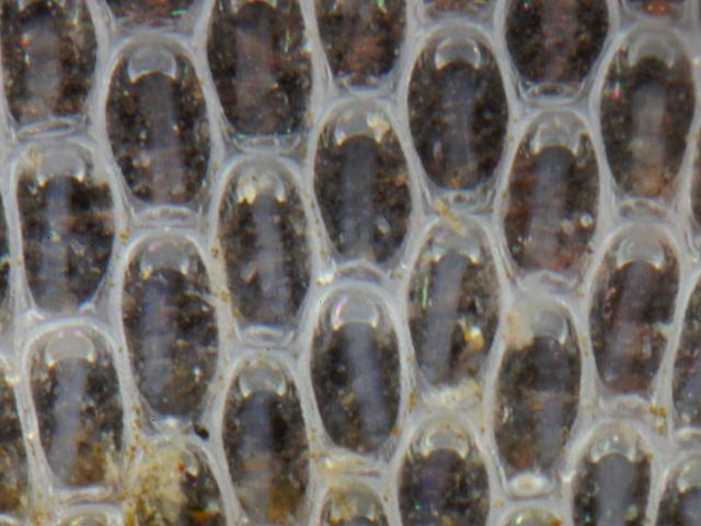 Einhornia crustulenta colony zooids cheilostome bryozoan images
