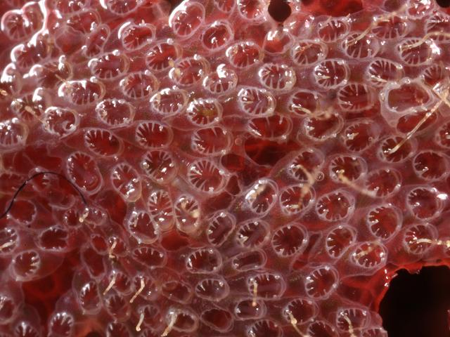 Electra pilosa Frosty Hairy sea mat Foliaceous coralline Bryozoan Images