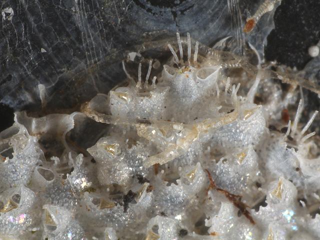 Escharoides coccinea Sea mat Bryozoan Images