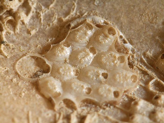 Figularia figularis Ascophoran bryozoan Images
