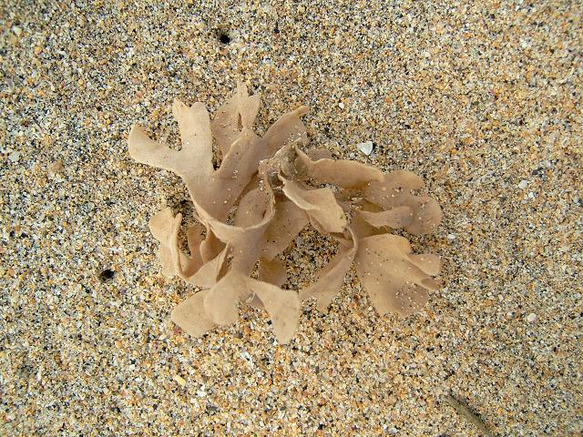 APHOTOMARINE - A photographic guide to aid the recognition and identification of Flustra foliacea Horn Wrack Broad leaved sea mat