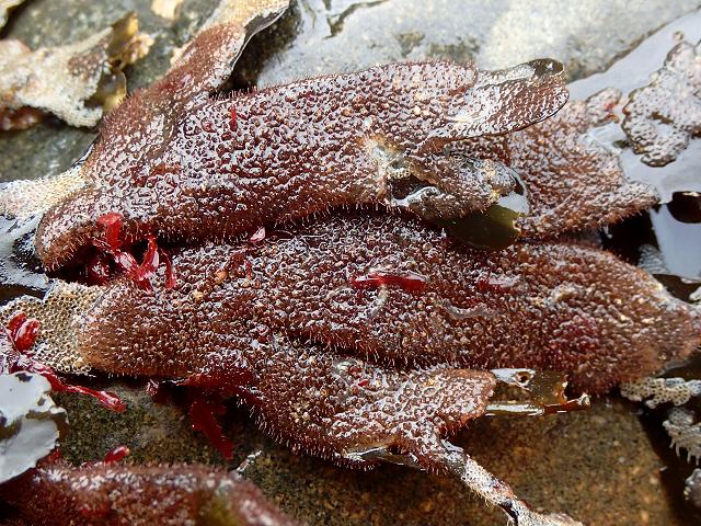 Flustrellidra hispida colony zooid statoblast encrusting bryozoan images