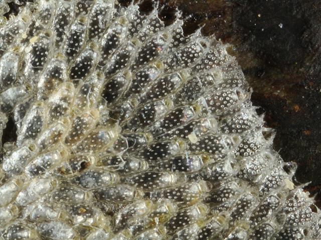 Haplopoma graniferum Bryozoan Images
