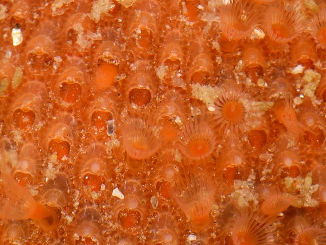 Oshurkovia littoralis Umbonula Sea Mat Bryozoan Images