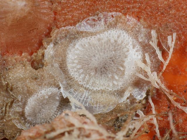 Plagioecia patina Bryozoan Images