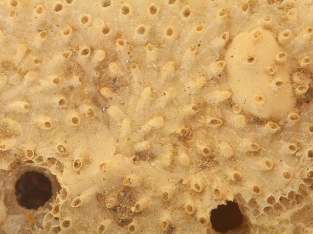 Plagioecia sarniensis Cyclostome bryozoan Images