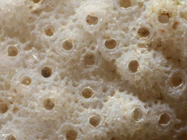 Porella compressa cheilostome bryozoan Images