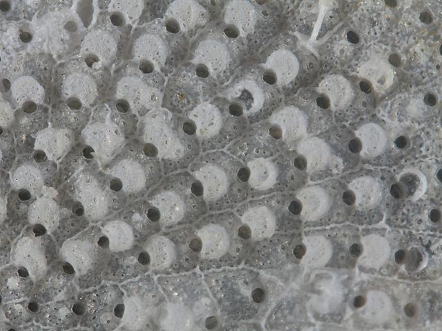 Schizomavella linearis Ascophoran bryozoan Images