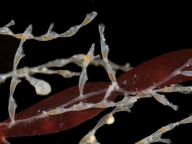 Scruparia chelata Anascan Bryozoan Images