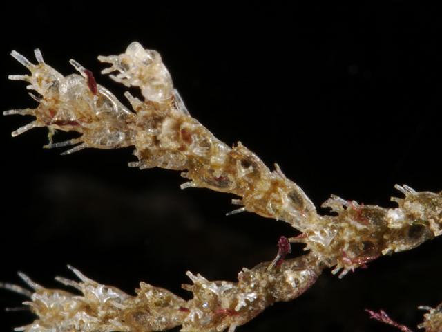 Cradoscrupocellaria reptans Scrupocellaria Creeping coralline Sea mat Bryozoan Images