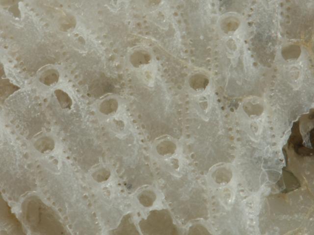 Smittoidea marmorea Sea mat Bryozoan Images