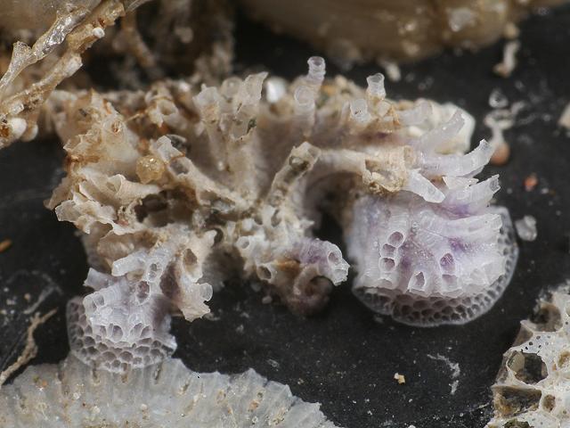 Tubulipora liliacea Cyclostome bryozoan Sea Mat Images