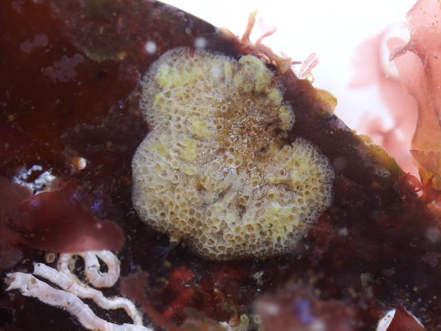 Tubulipora plumosa Sea Mat Bryozoan Images