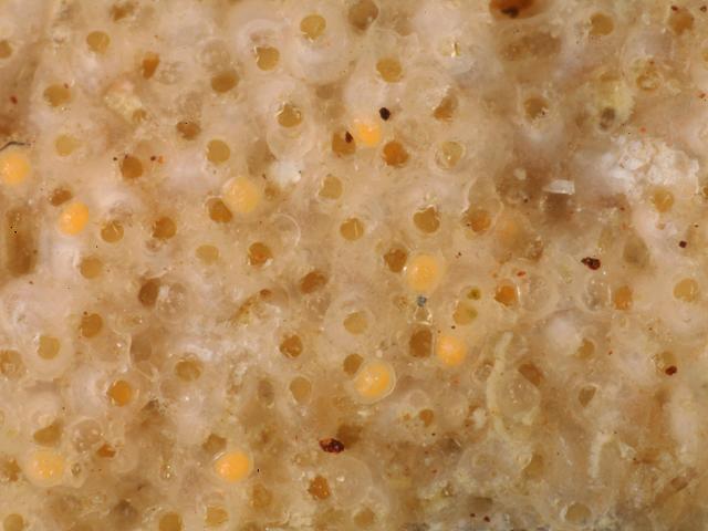 Turbicellepora avicularis cheilostome bryozoan Seat mat Images