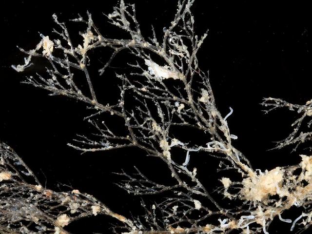 Vesicularia spinosa Ctenostome Bryozoan Images