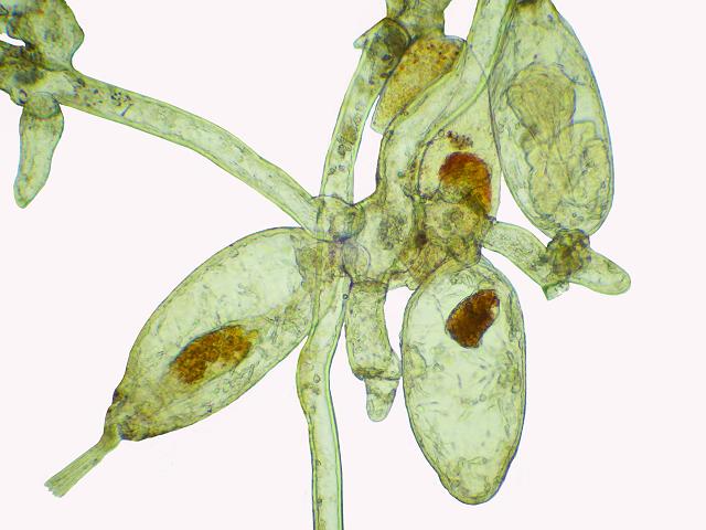 Walkeria uva Ctenostome Bryozoan Images