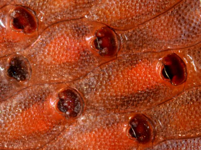 Watersipora subatra subtorquata Ascophoran Red ripple bryozoan Images