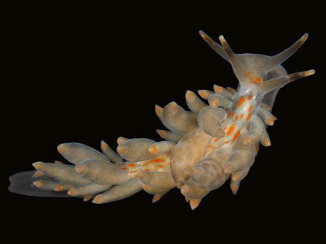 Amphorina andra Eubranchus farrani orange Sea Slug Images