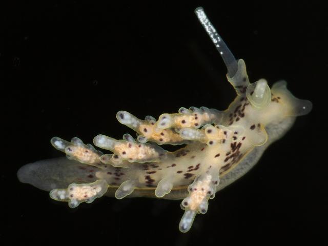Doto species Chimney Rocks Penzance sea nymph Slug Images