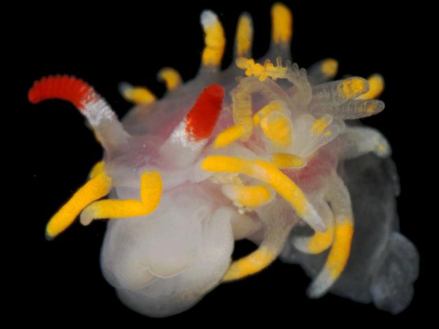 Okenia elegans Yellow skirt slug images
