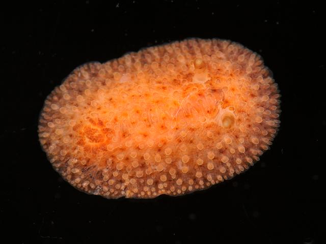 Atalodoris sparsa Onchidoris onchidorididae onchidoridid nudibranch Sea Slug images
