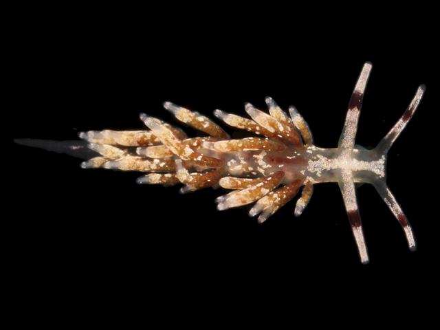 Rubramoena Newlyn Fenwick A sp nov trinchesiidae trinchesiid nudibranch sea slug images
