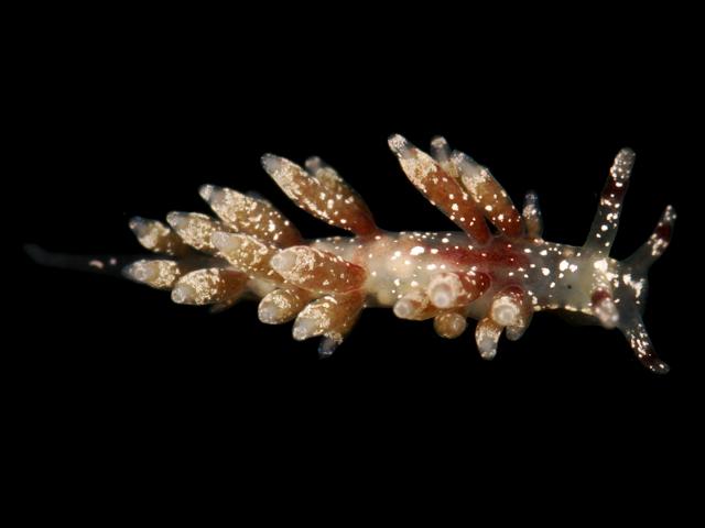 Rubramoena sp trinchesiidae trinchesiid nudibranch images