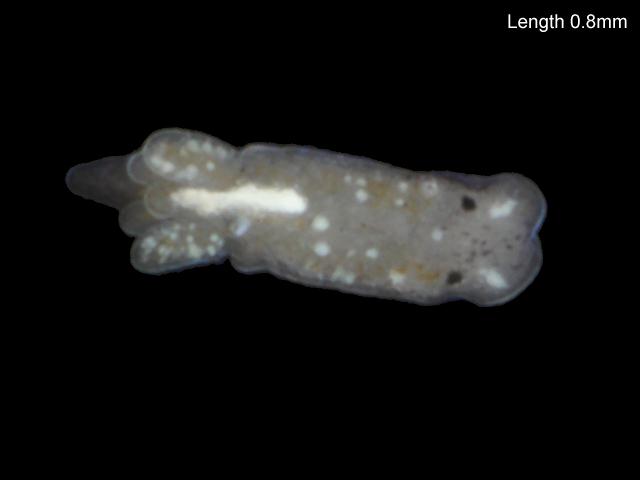 Alderia modesta Alders slug a limapontiid opisthobranch images