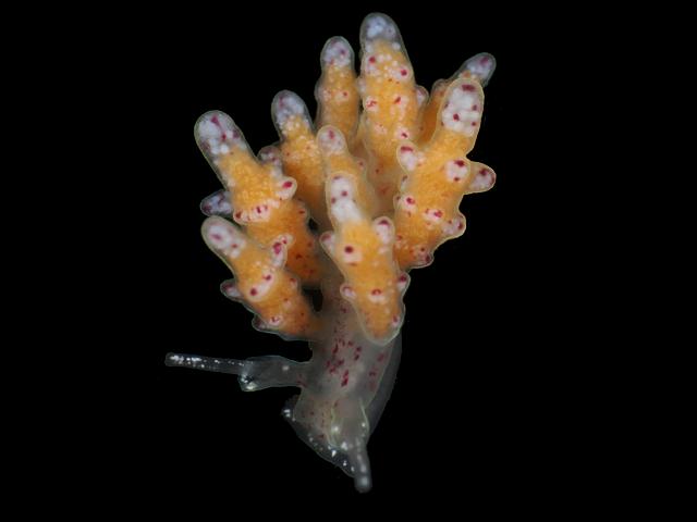 Doto dunnei Sea Slug Images