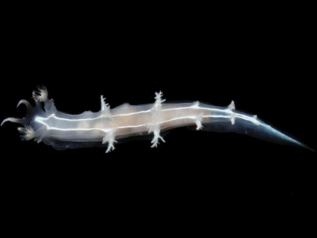 duvaucelia lineata syn tritonia lineata eggs egg mass tritoniidae tritoniid nudibranch nudibranchia sea slug images