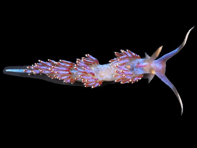 Facelina auriculata Greater Facelina Sea Slug Images