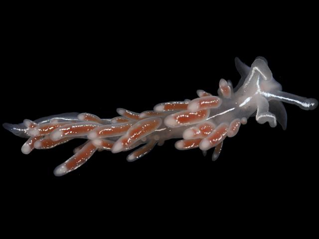 Fjordia chriskaugei coryphellidae coryphellid Sea Slug Images